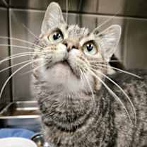 Thumbnail photo of Piglet #1