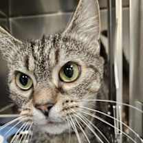 Thumbnail photo of Piglet #2