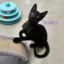 Thumbnail photo of Sparky #1