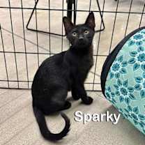 Thumbnail photo of Sparky #4