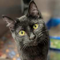 Thumbnail photo of Renegade #1