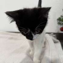 Thumbnail photo of Diva #4