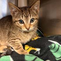 Thumbnail photo of Oscar #1