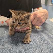 Thumbnail photo of Oscar #2