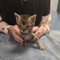 Thumbnail photo of Ollie #2