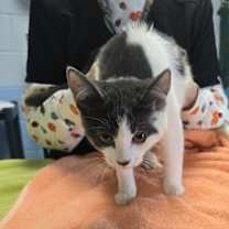 Thumbnail photo of Cotton #2