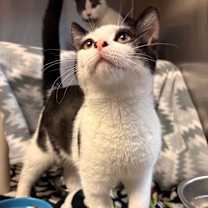 Thumbnail photo of Cricket #1