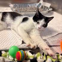 Thumbnail photo of Cricket #2