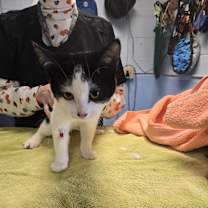 Thumbnail photo of Cricket #3