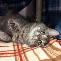 Thumbnail photo of Cuddles #3