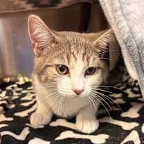 Thumbnail photo of Cosmo #1