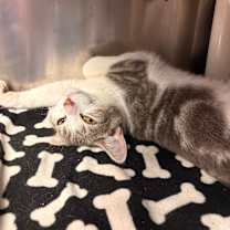 Thumbnail photo of Cosmo #2