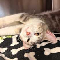 Thumbnail photo of Cosmo #3