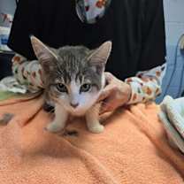 Thumbnail photo of Cosmo #4