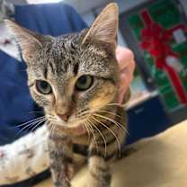 Thumbnail photo of Lucy #2