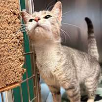 Thumbnail photo of Tinsel #1