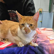 Thumbnail photo of Holly #3