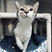 Thumbnail photo of Sir Meowington #1