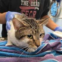 Thumbnail photo of Sir Meowington #2