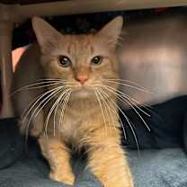 Thumbnail photo of Professor Snuggle Pants #1