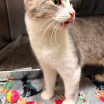 Thumbnail photo of Mr. Bean #2