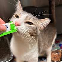 Thumbnail photo of Mr. Bean #4