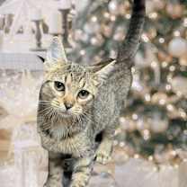 Thumbnail photo of Honeybunn #1