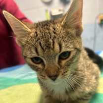 Thumbnail photo of Honeybunn #2