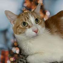 Thumbnail photo of Pixie #1