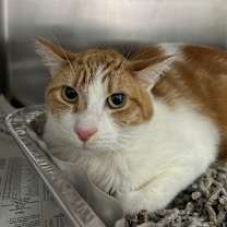 Thumbnail photo of Pixie #2