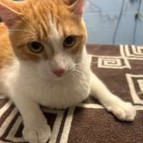 Thumbnail photo of Pixie #3