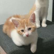 Thumbnail photo of Pixie #4