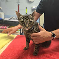 Thumbnail photo of Prissy #2