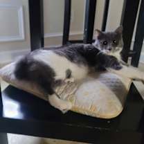 Thumbnail photo of Ocky #4