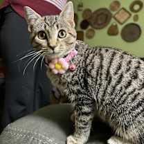 Thumbnail photo of Phoebe #1