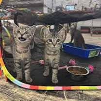 Thumbnail photo of Phoebe #3