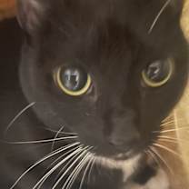 Thumbnail photo of Checkers (mcas) #2