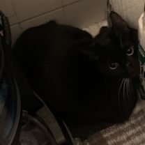 Thumbnail photo of Checkers (mcas) #3