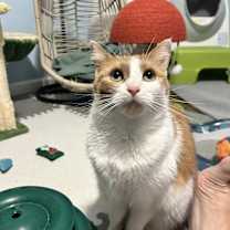 Thumbnail photo of Ginger Sue #4