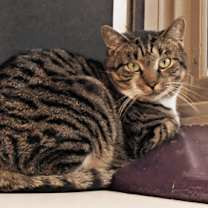 Thumbnail photo of Jingles #3