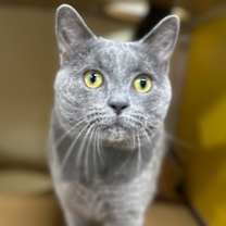 Thumbnail photo of Kodiak OF52 #1