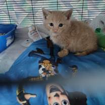 Thumbnail photo of BURTON #2