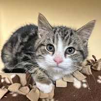 Thumbnail photo of MUGGER #3