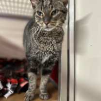 Thumbnail photo of ANNIE #1