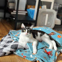 Thumbnail photo of Nile #4