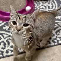 Thumbnail photo of Raven #1