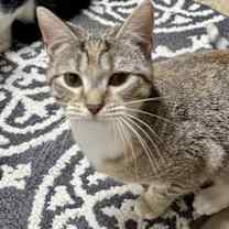 Thumbnail photo of Raven #2