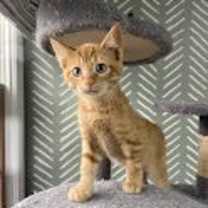 Thumbnail photo of Ember #4