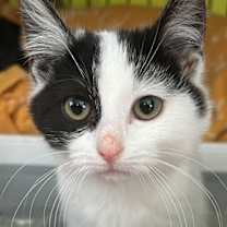 Thumbnail photo of PJ #1