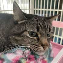 Thumbnail photo of Abby #3